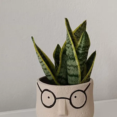 アパート Pelargoni ペフコホリ